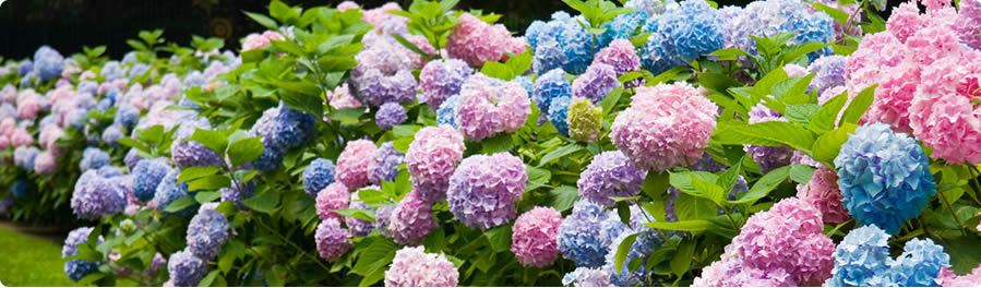 giardiniere impresa giardinaggio Cusano Milanino
